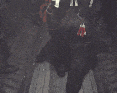 Redfox9 Phillip Graves GIF