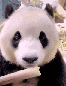 Sillypanda GIF