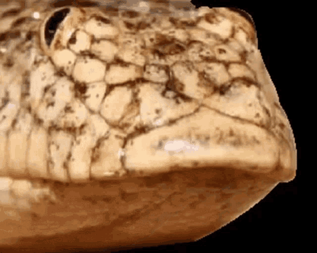 Snek Leave GIF