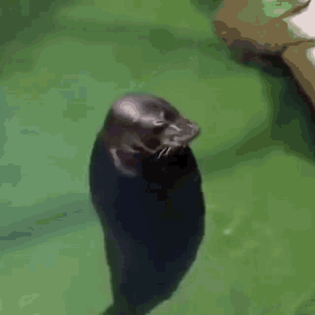 Spin Spinning GIF