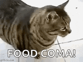Stuffed Full GIF