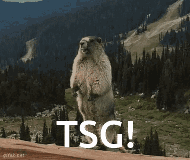 Tsg Tarren GIF