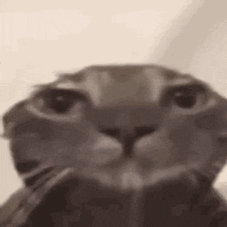 Wet Cat GIF