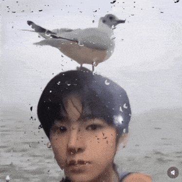 Wishpilled Nct Wish GIF