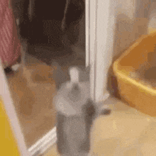 Yippee Cat Kitty GIF