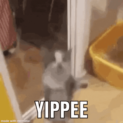 Yippee Cat GIF