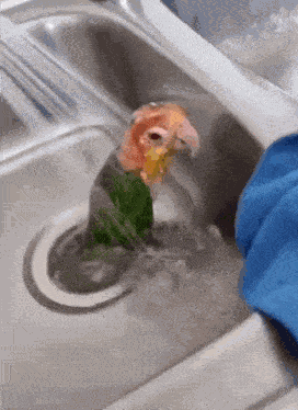 Bird Shower GIF