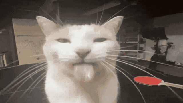 Bleh Bleh Cat GIF