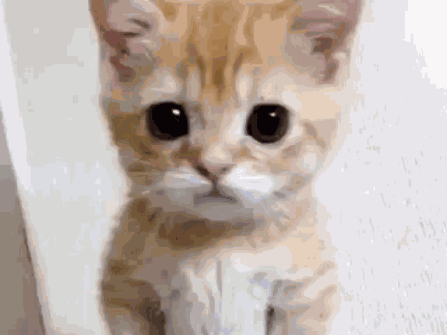 Brexby Brexby Cat GIF