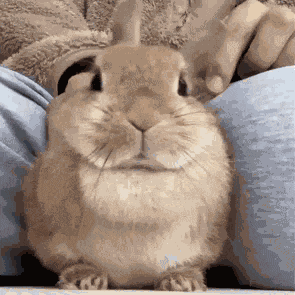 Bunny Cute GIF