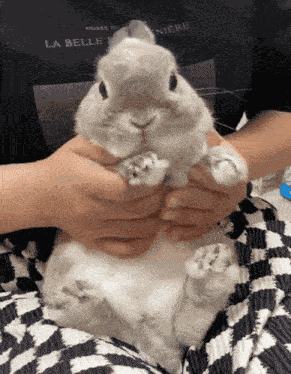 Bunny Dance GIF