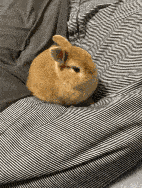 Bunny Sleepy GIF