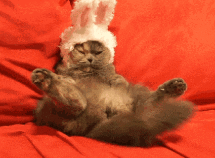 Cat Bunny Ears GIF