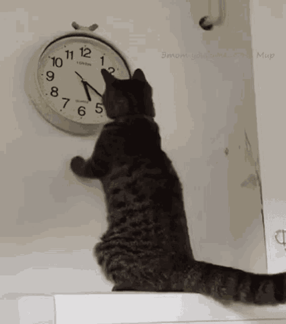 Cat Changing The Clock Changing The Time GIF GIF