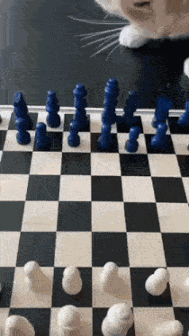 Cat Chess GIF