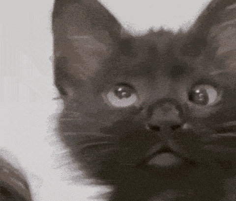 Cat Deaf GIF