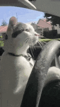 Cat Driving GIF