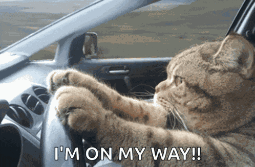 Cat Driving Serious GIF