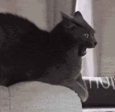 Cat Freak Out GIF