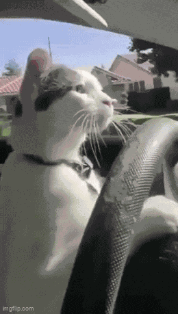 Cat Funny GIF