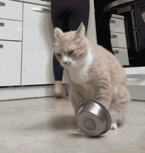 Cat Funny GIF