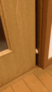 Cat Hello Cat Peek GIF