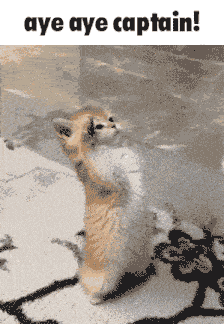 Cat Meme Salute GIF
