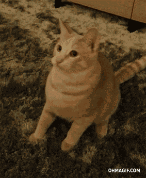 Cat Meme GIF