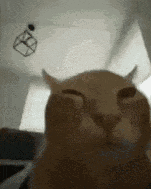 Cat Nye GIF
