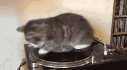 Catspin GIF