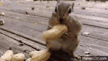 Chipmunk Nuts GIF