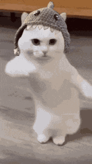 Cute Cats Dancing GIF