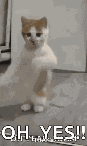 Dancing Cat Dance GIF