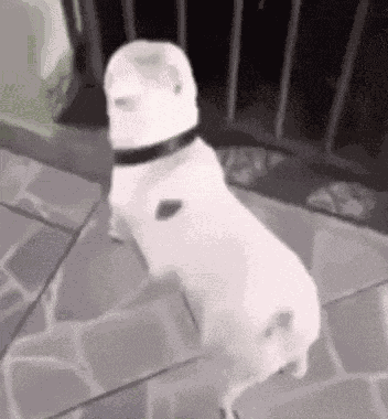 Dancing Dog GIF