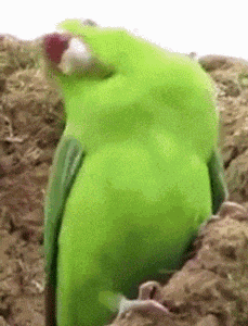 Dancing Parrott GIF