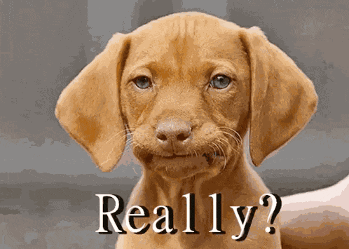 Disappointment Dog GIF