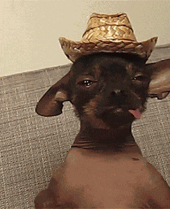 Dog Chillin GIF