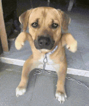 Dog Cute Dog GIF