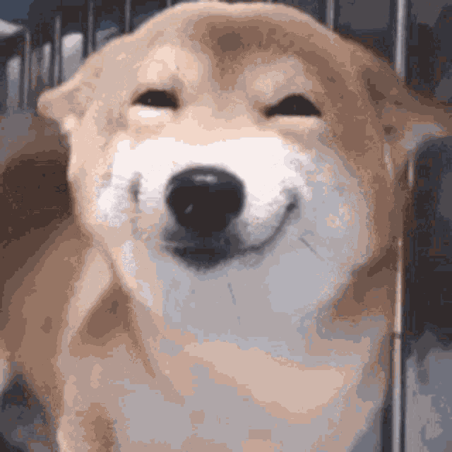 Dog GIF