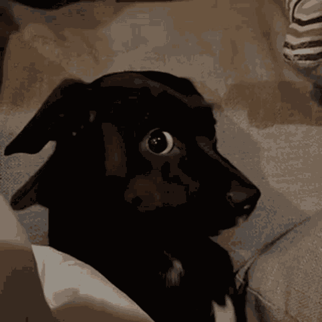 Dog Side GIF