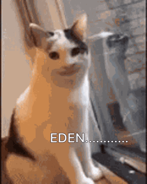 Eden Cat Grin GIF