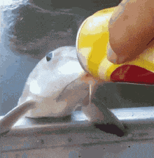 Enbabyfazball Fish GIF