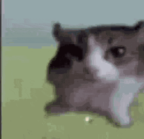 Explosion Cat GIF