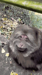 Fat Fat Monkey GIF