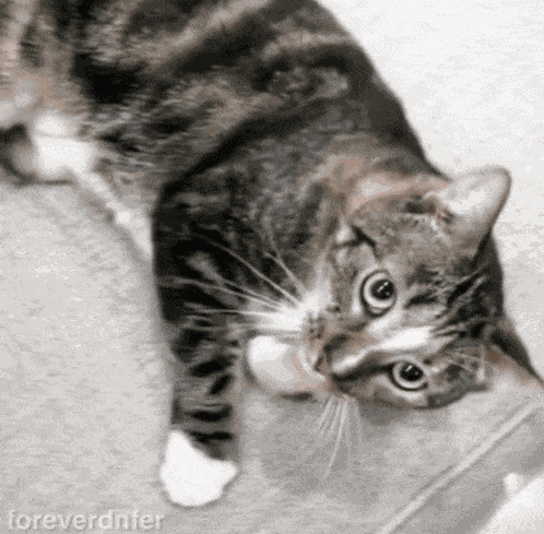 Foreverdnfer Tiktok GIF