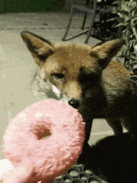 Fox Donut GIF