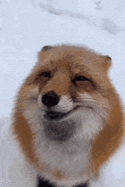 Fox Foxes GIF