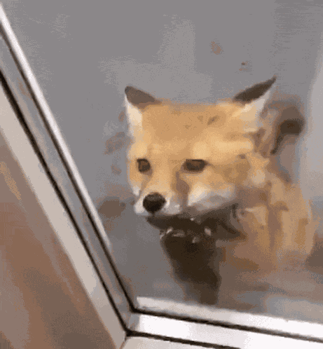 Fox Let Me In GIF