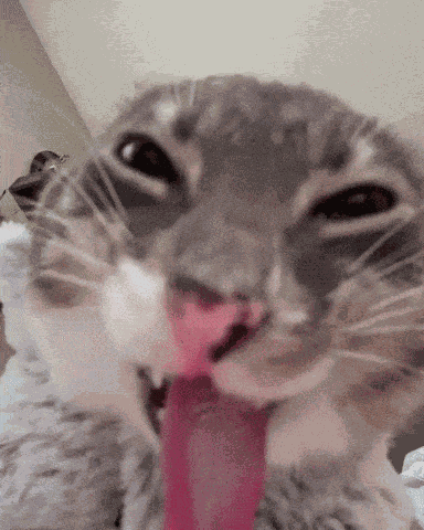 Freaky Ahh Cat GIF