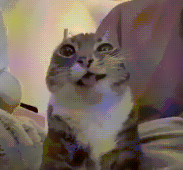 Freaky Ahh Cat GIF
